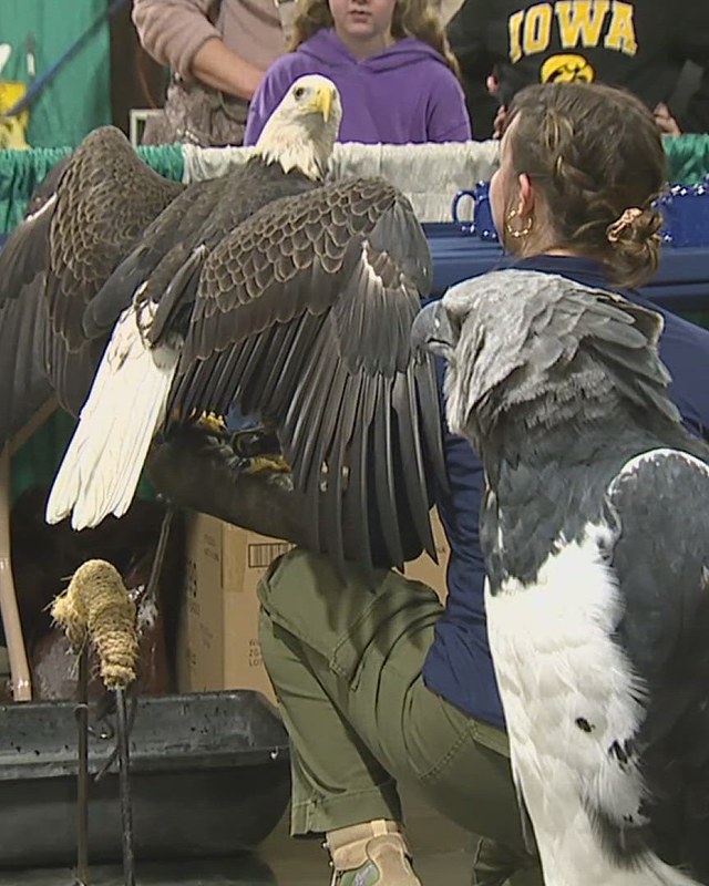 Image for Quad City Bald Eagle Days