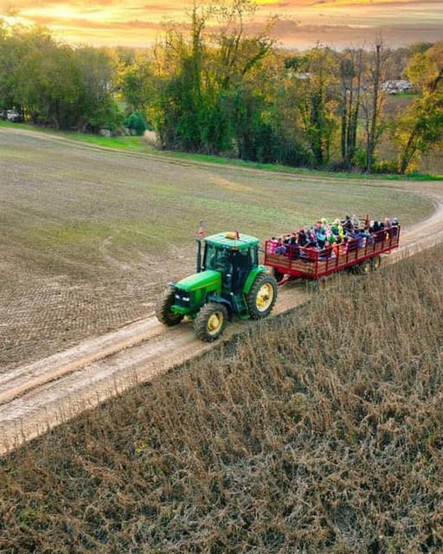 Image for Knightongale Farm's Annual Sunflower Fest 2026
