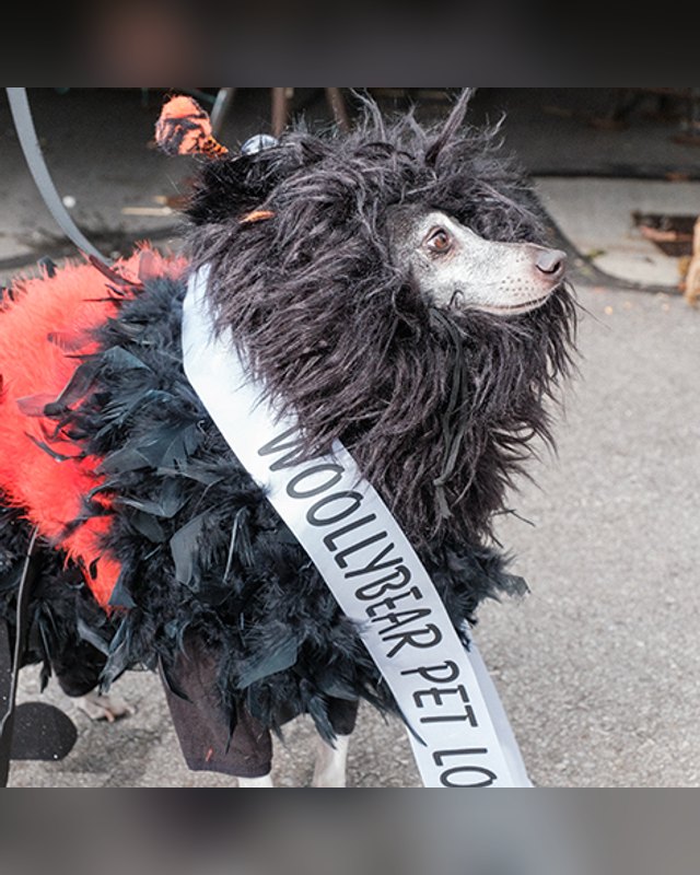 Dog in a black feather costume wearing a Woollybear Pet sash at the Woollybear Festival in Vermilion, Ohio.