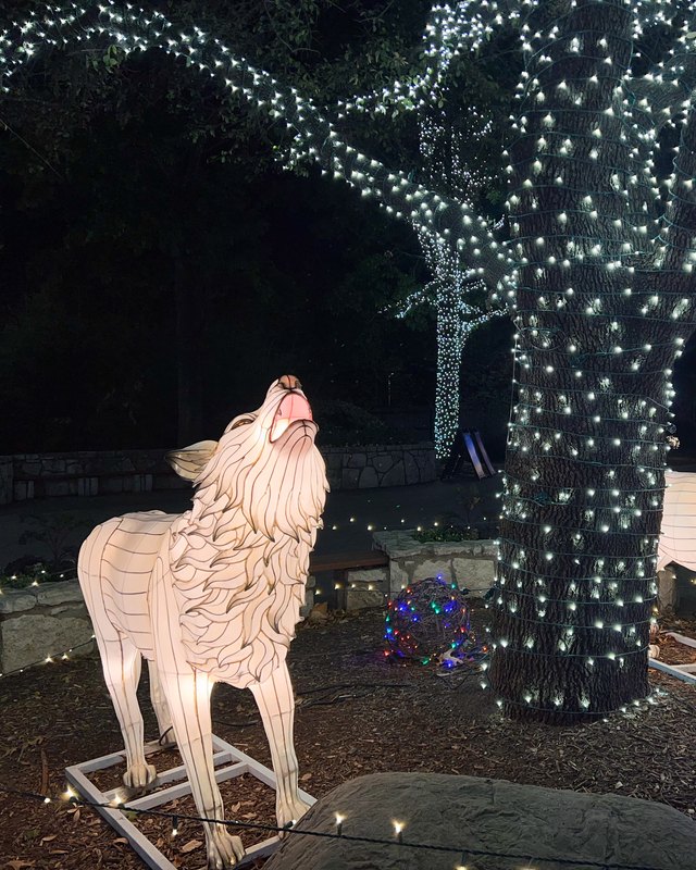 Lit-up tree and illuminated glowing wolf lantern sculptures at the Dallas Zoo Lights display