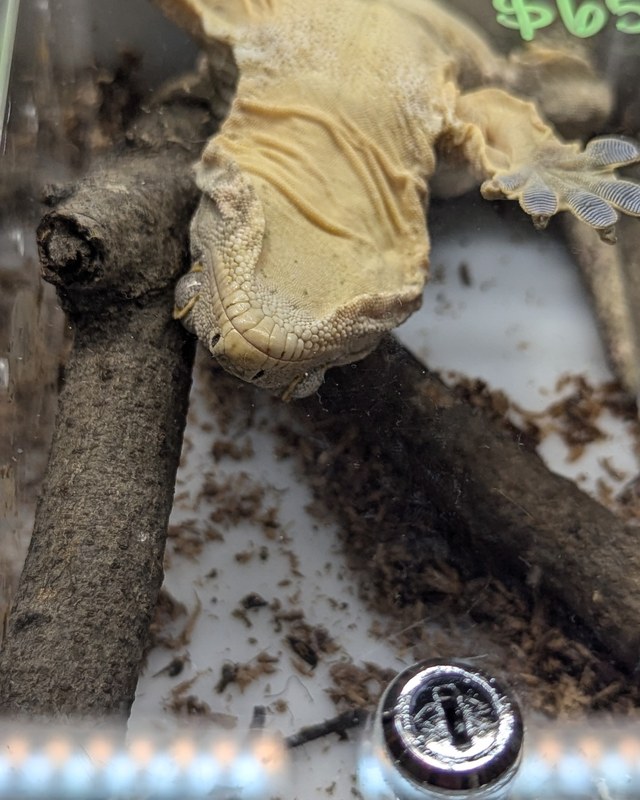 Image for HERPS Alexandria Exotic Reptile and Pet Show
