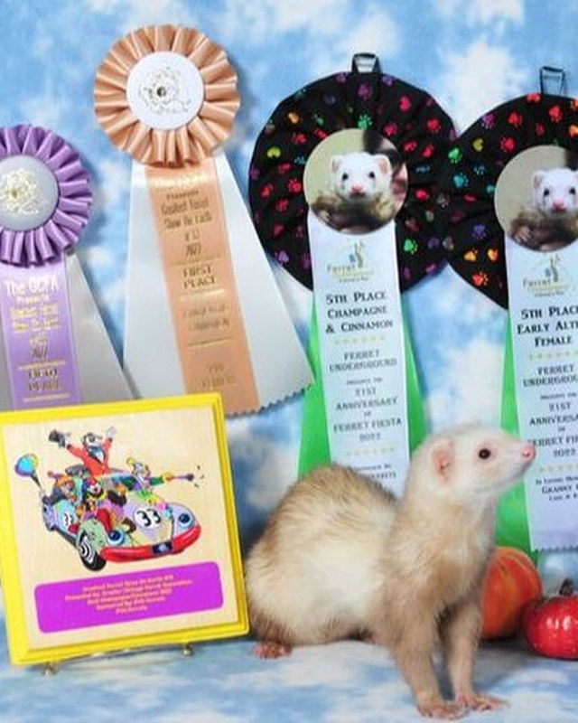 Image for Greatest Ferret Show on Earth 2026