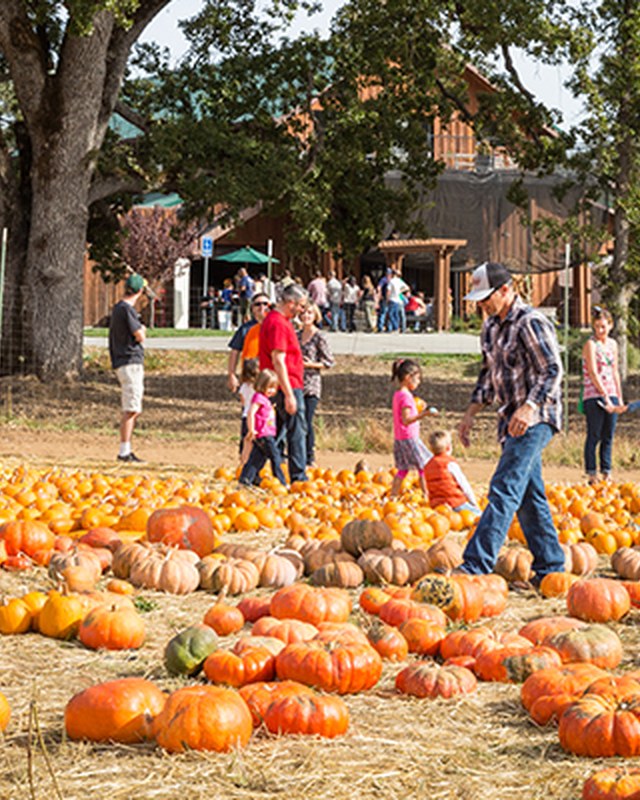 Image for Indigeny Reserve Fall Festival