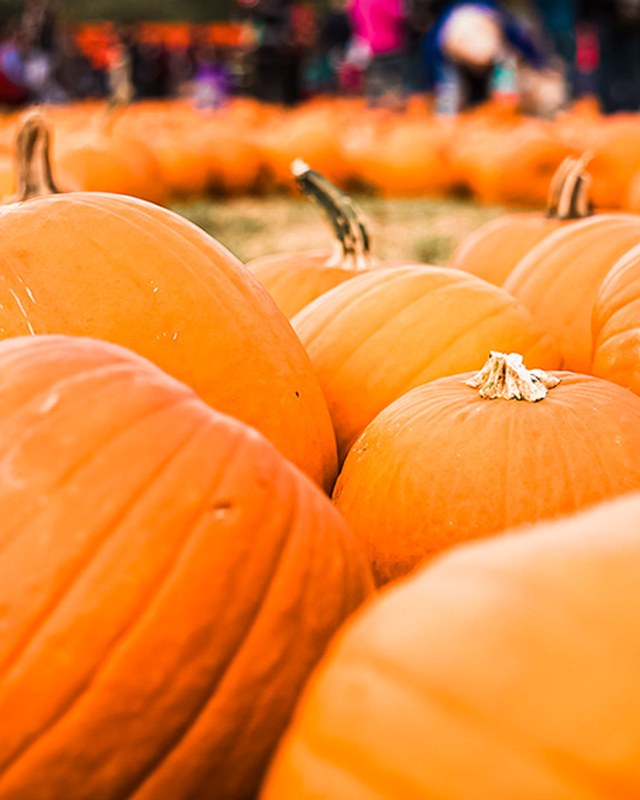 Image for Sundrop Springs Fall Festival
