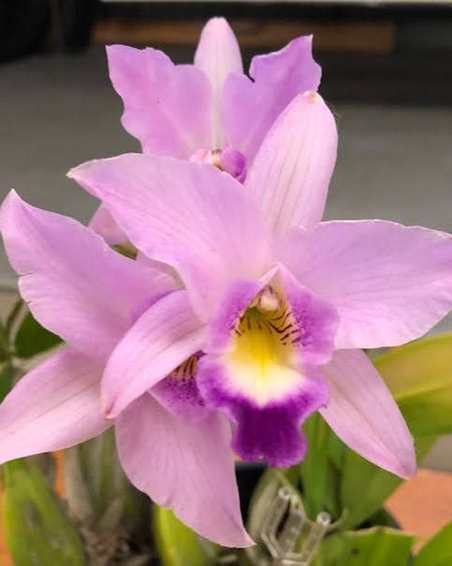 Image for Sonoma County Orchid Society Spring Show & Sale — Wild About Orchids