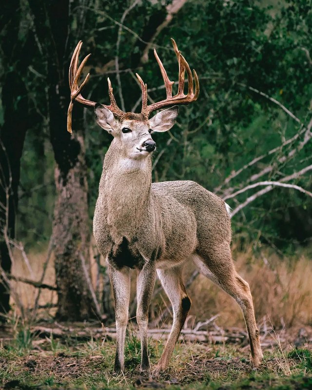 Image for South Central KY Outdoorsman's Expo