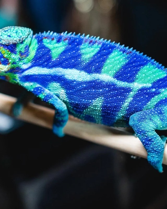 Image for Hamburg Reptile Show